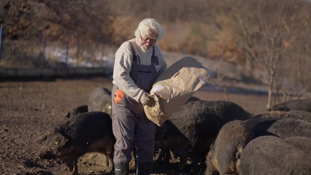 在农场里，资深的农民正在喂马加利卡牛群视频素材
