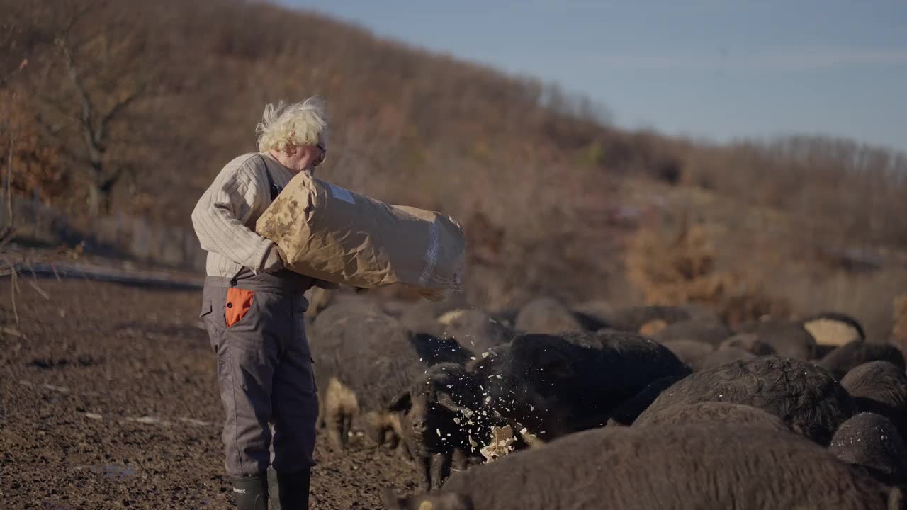 一位年长的白人男性农场主，在农场里喂着一大群白眉猪视频素材