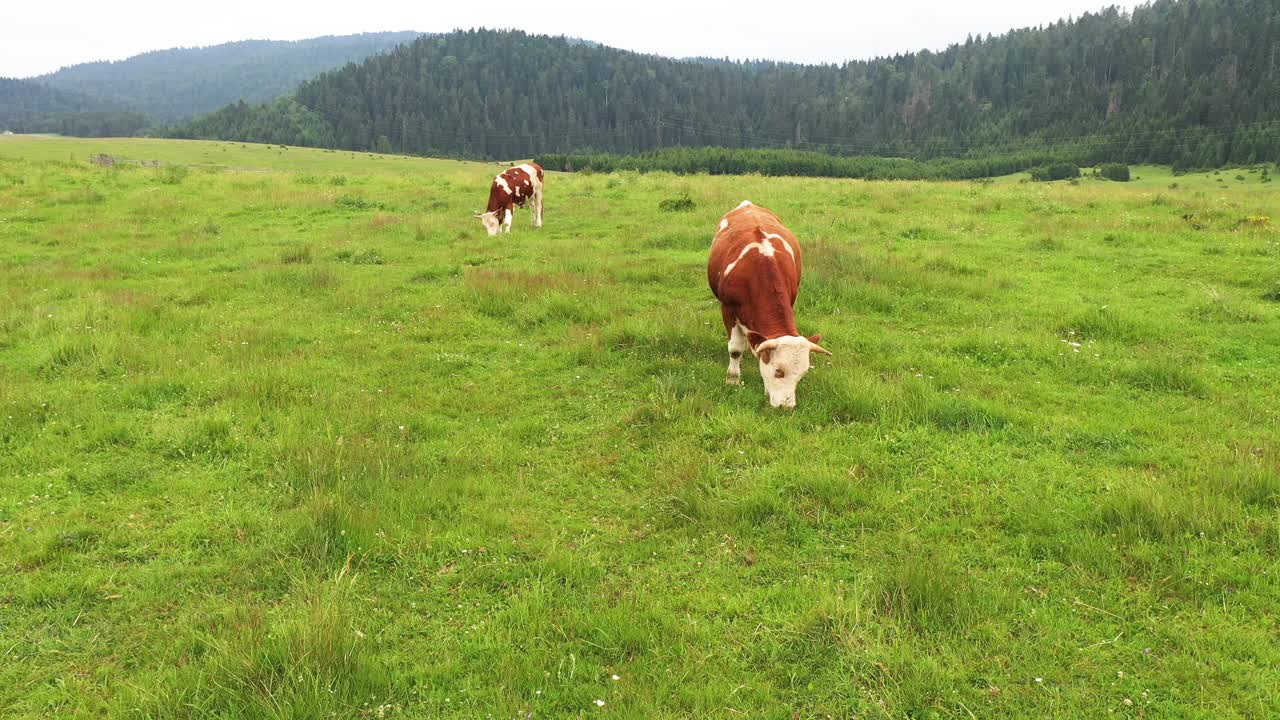 田野里的牛视频素材
