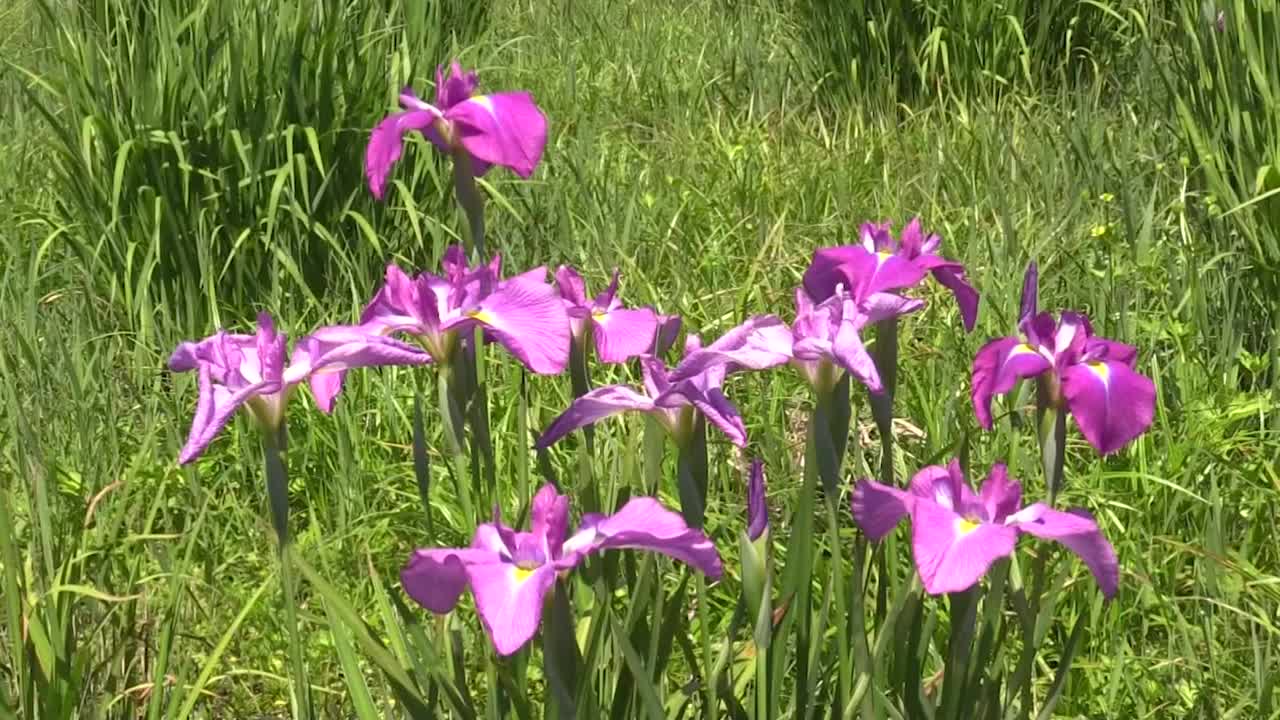 日本虹膜花，山梨县，日本视频下载