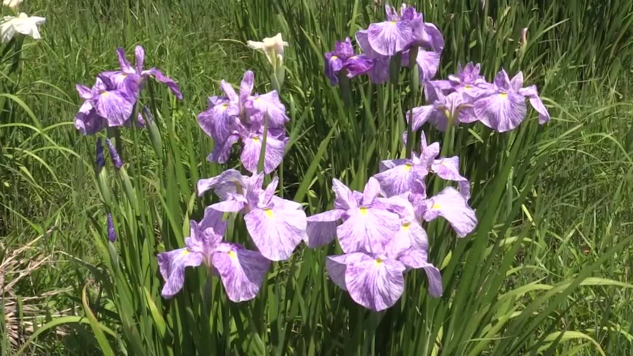 日本虹膜花，山梨县，日本视频素材