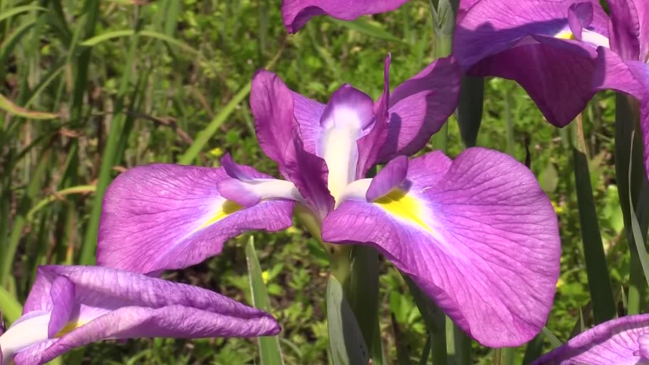 日本虹膜花，山梨县，日本视频下载