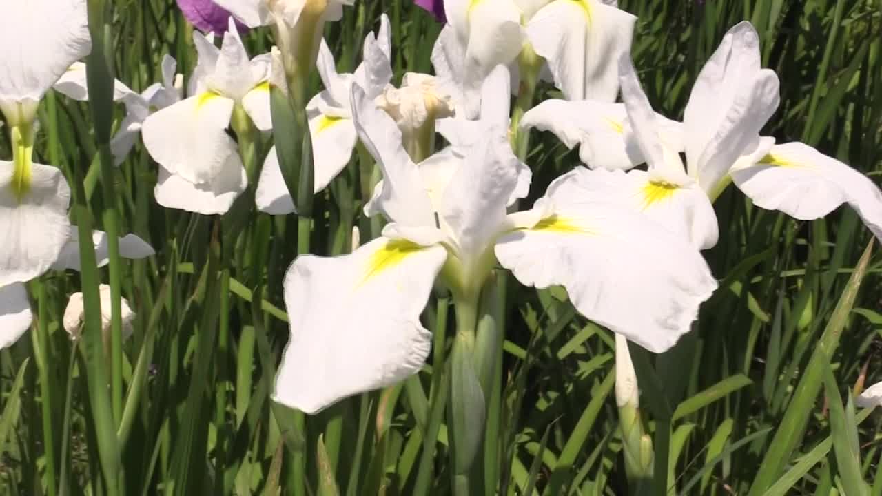 日本虹膜花，山梨县，日本视频素材