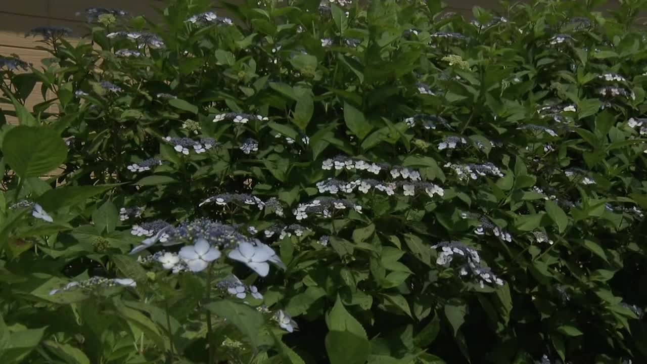 花边帽绣球花，茨城县，日本视频素材