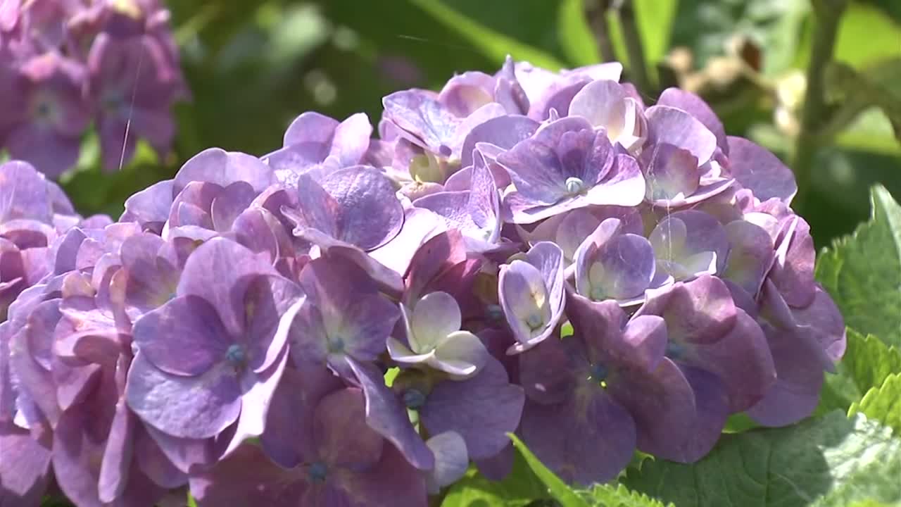 CU，绣球花，茨城县，日本视频素材