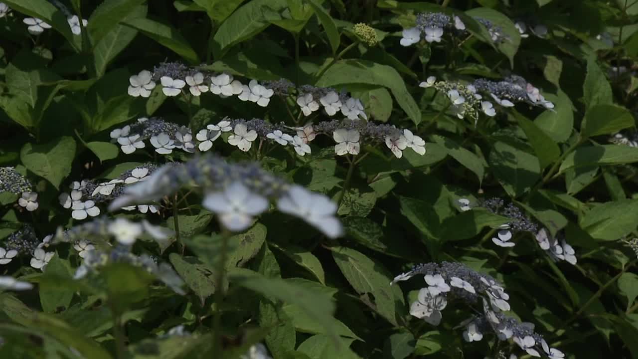 花边帽绣球花，茨城县，日本视频下载