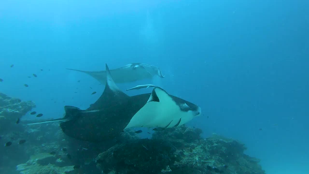 两条大蝠鲼游过清洁站，水下4K镜头，马尔代夫视频素材
