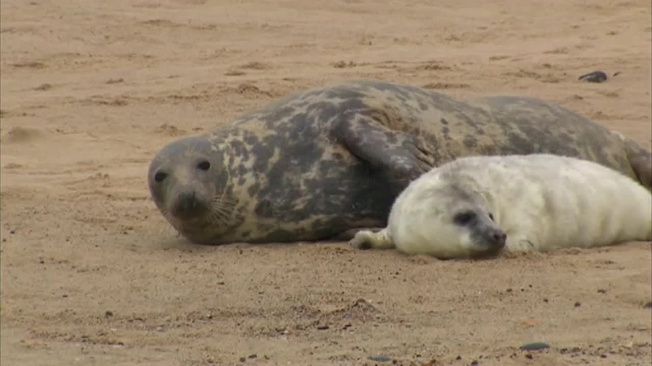 诺福克海滩上的灰海豹和幼崽视频下载