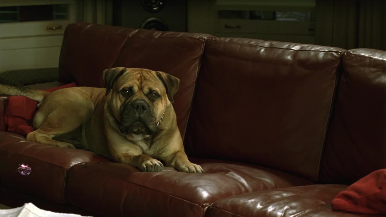 潘左看右的一只獒犬坐在沙发上仰视。狗对屏幕外的东西有反应。视频下载