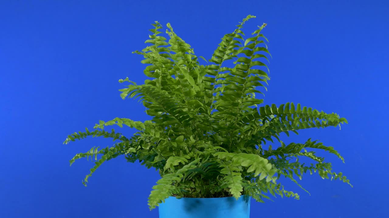 小蕨类植物在微风蓝屏合成视频下载