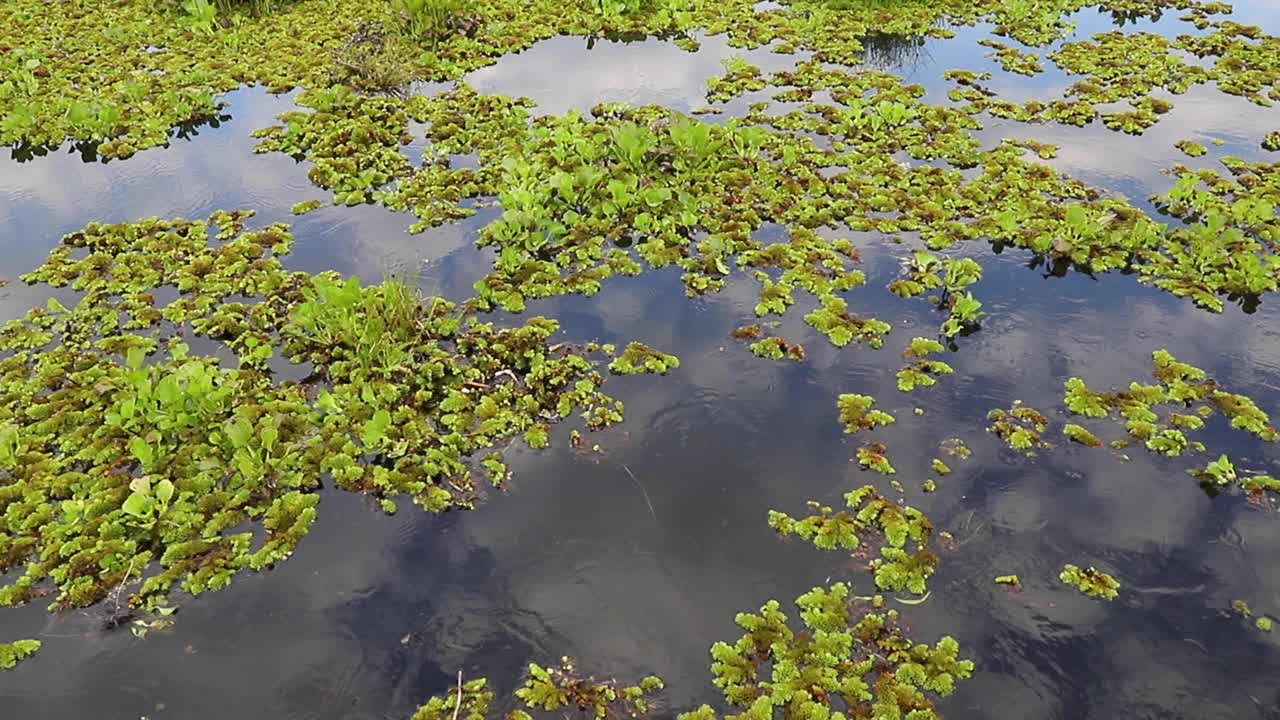 小绿色植物杜鹃浮在水面上。视频下载
