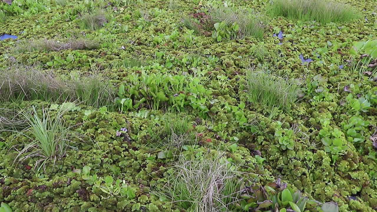 小绿色植物杜鹃浮在水面上。视频下载