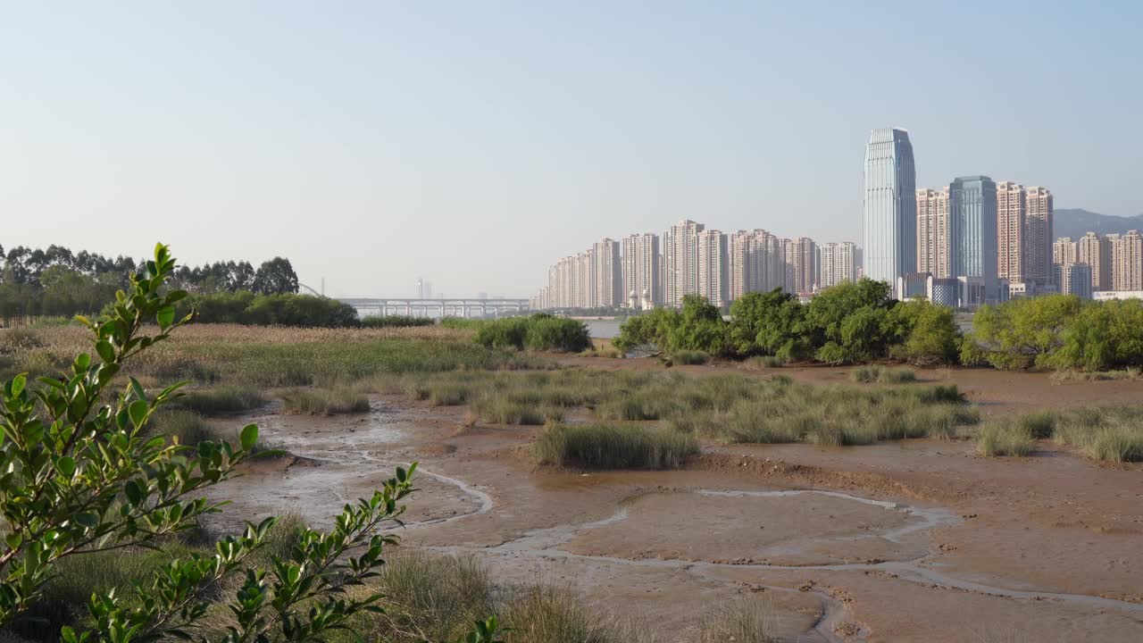 河岸泥滩上的红树林生境和城市建筑景观视频下载