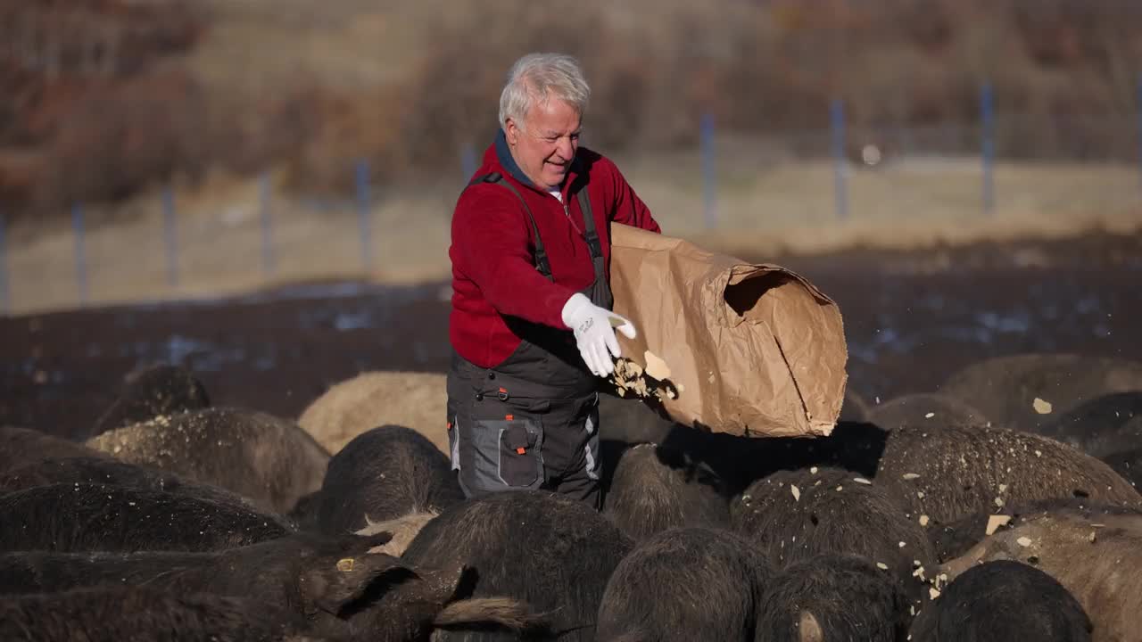白人男性牧人，在农场里喂一大群白竹猪视频素材