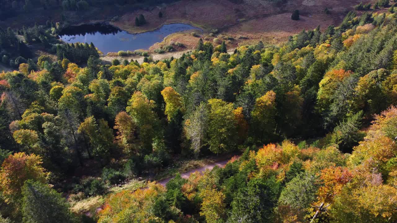 鸟瞰图的橙色叶子森林冠在秋天在法国山脉孚日视频下载