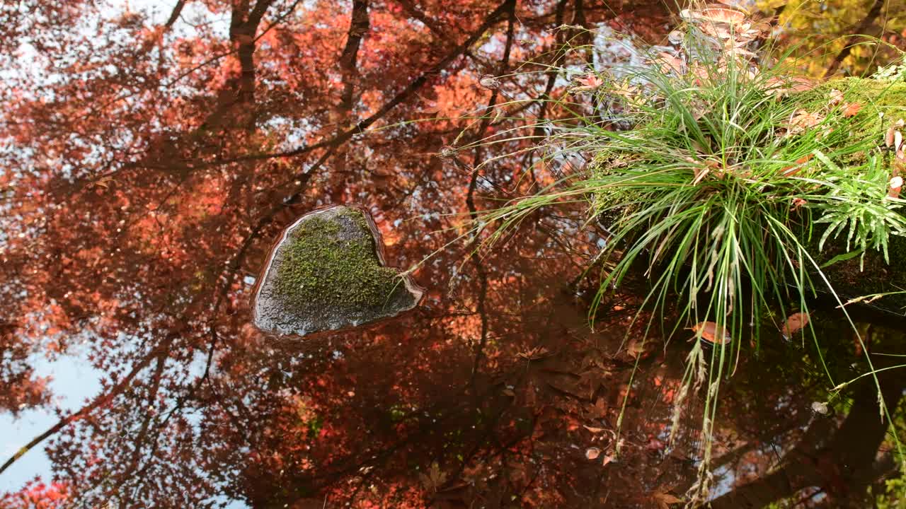 池塘上秋叶色的倒影视频下载