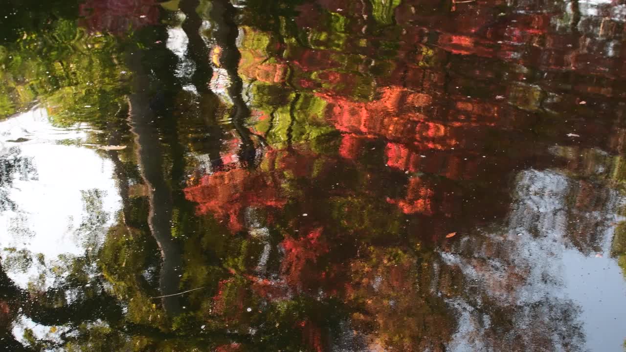 鲤鱼池中秋叶色的倒影视频下载