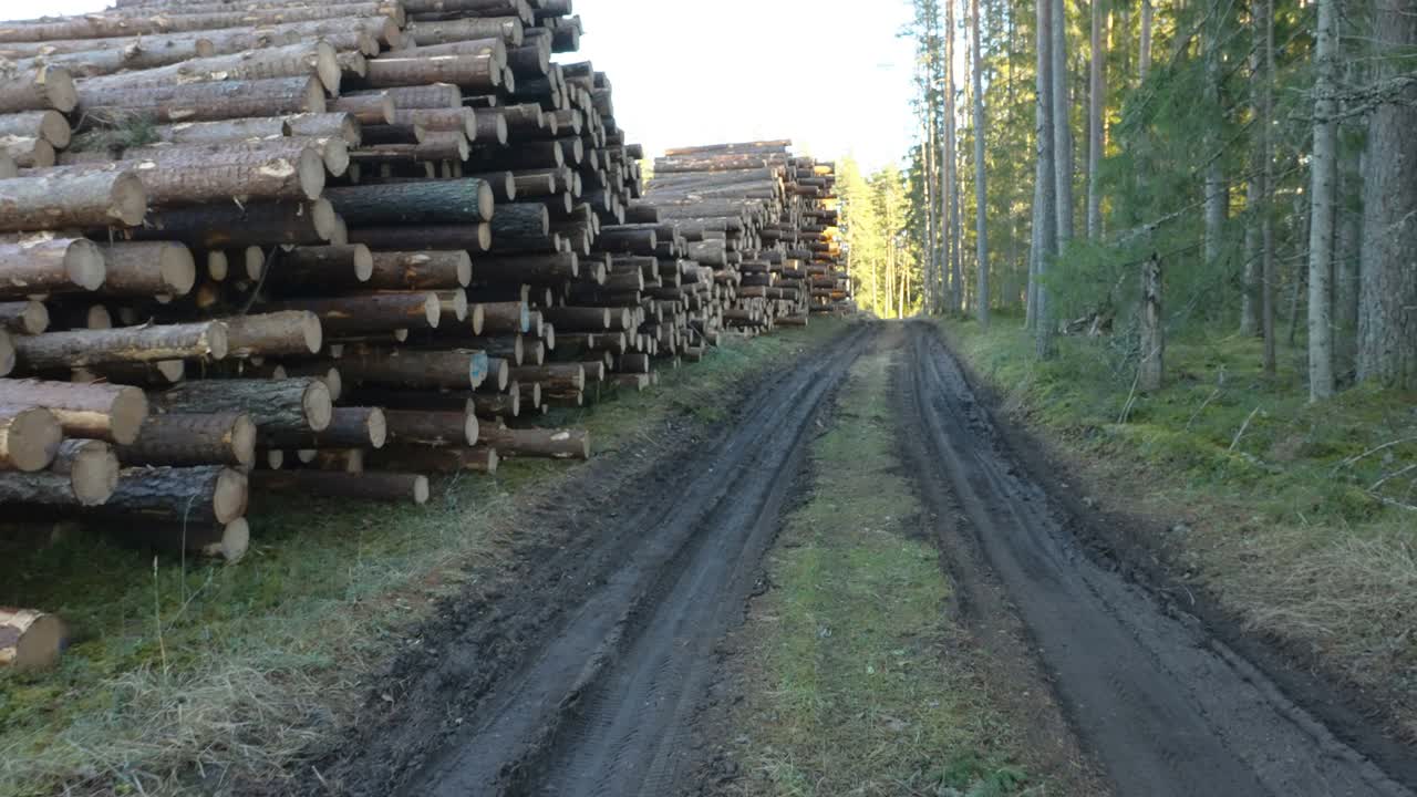 走在爱沙尼亚森林里泥泞的道路上视频素材