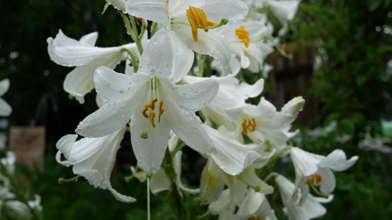 花园里盛开的白色百合花视频下载
