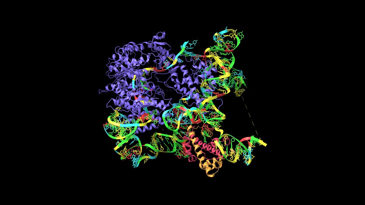 人类端粒酶的催化核心叶(蓝色)与组蛋白(粉色和棕色)和端粒DNA复合视频下载