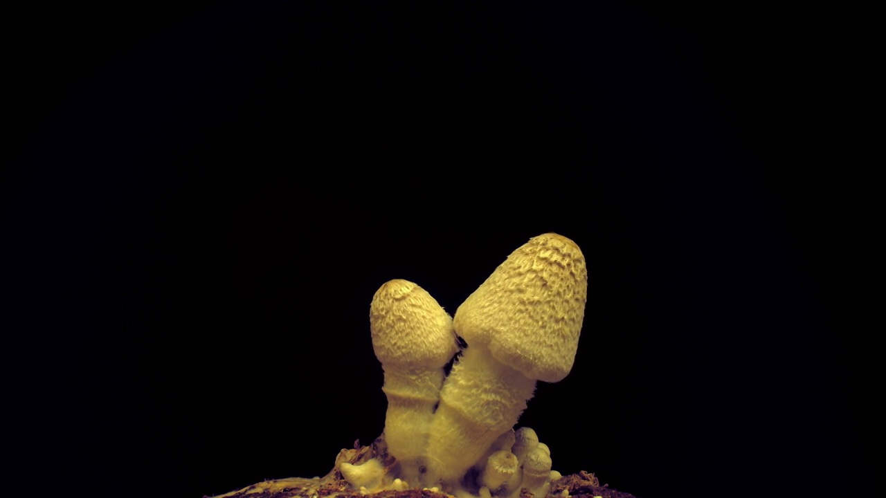 从土壤中生长蘑菇的时间推移4k镜头。视频下载