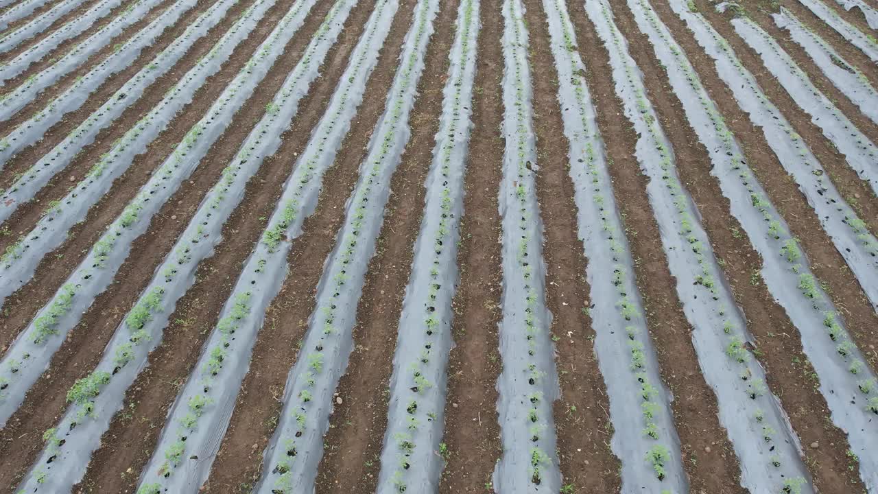 鸟瞰绿色番茄种植园，印度视频下载