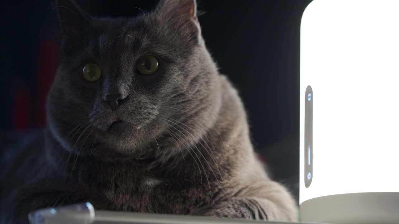 大型成年灰猫躺在白色的梳妆台附近的台灯，一个家猫的脸在黑暗的房间特写。视频下载