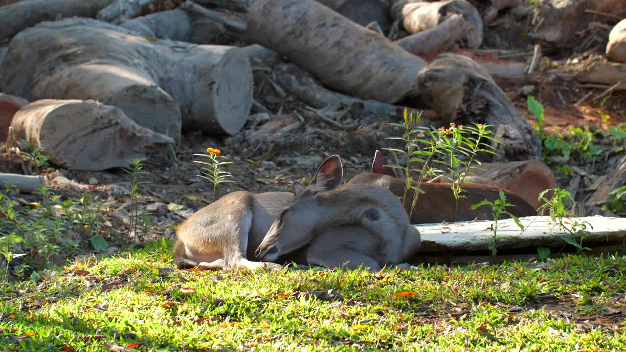 夏天，红鹿躺在绿草地上，在国家公园里睡觉和放松视频素材