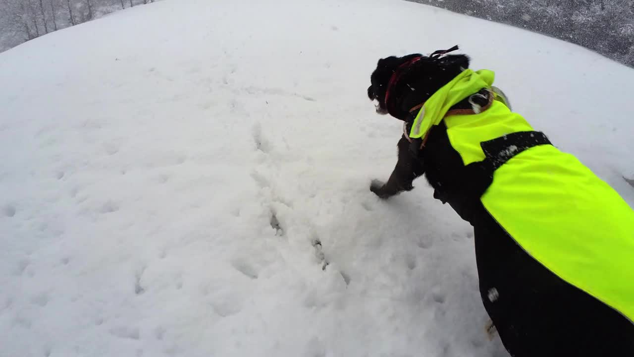 快乐的黑狗在白雪覆盖的田野里慢动作地奔跑着视频下载