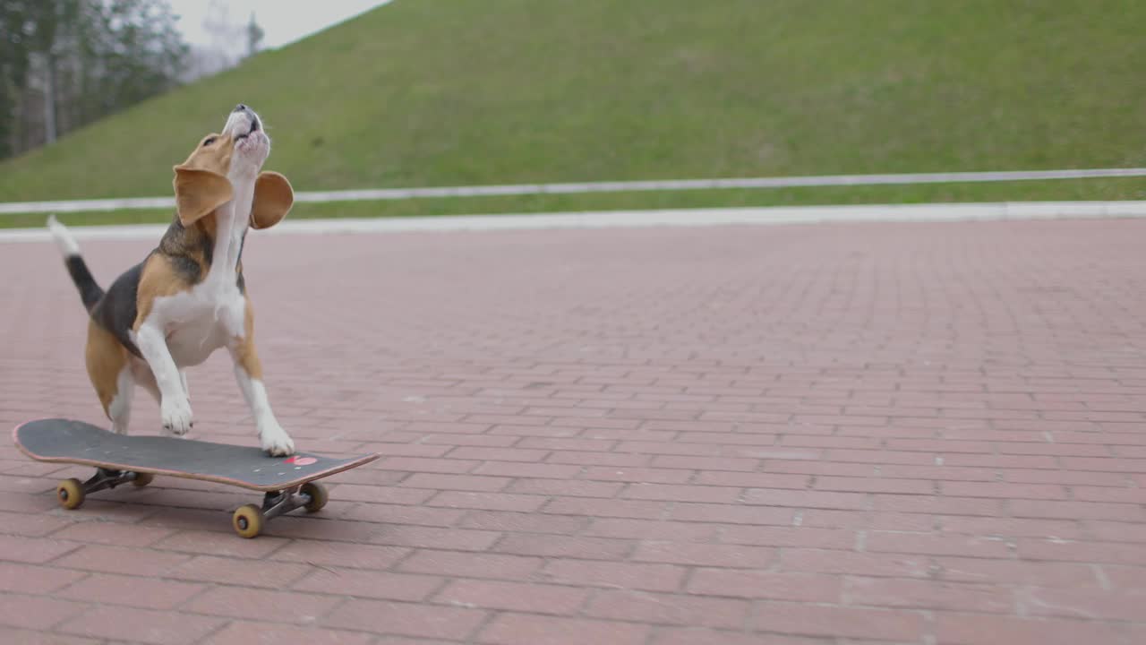 小猎犬在公园里玩滑板。宠物狗户外滑板。缓慢的运动。视频素材