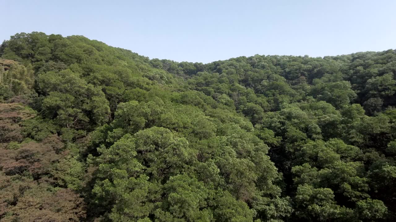 海南省三亚国家森林公园视频素材