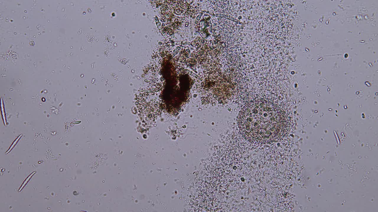 进化动物细胞的显微术视频素材