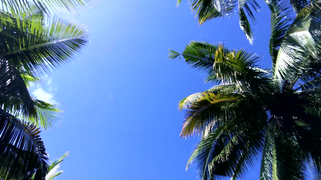 热带椰子树视频素材