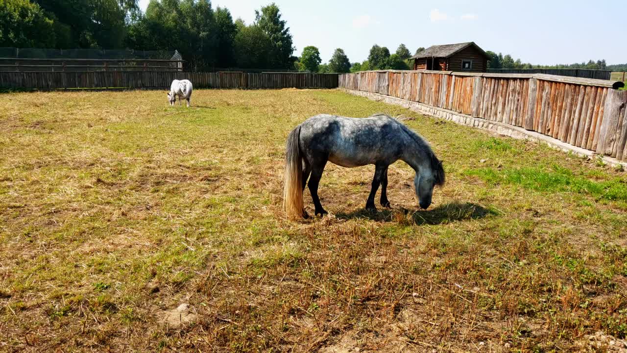 小马驹在马场的围场吃草视频素材