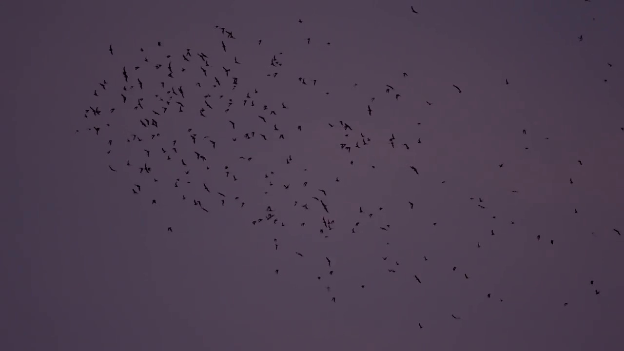 蝙蝠在婆罗洲视频下载