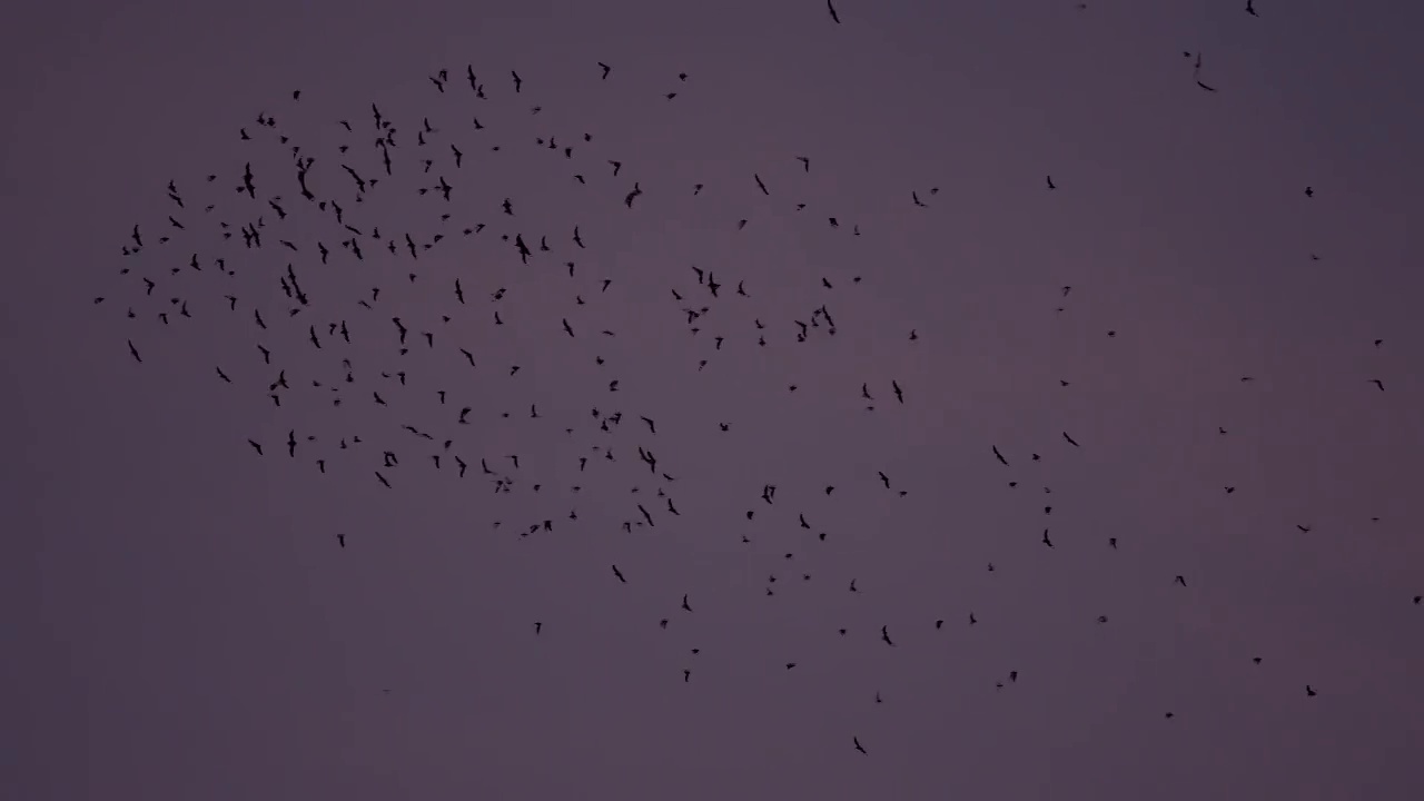 蝙蝠在婆罗洲视频下载