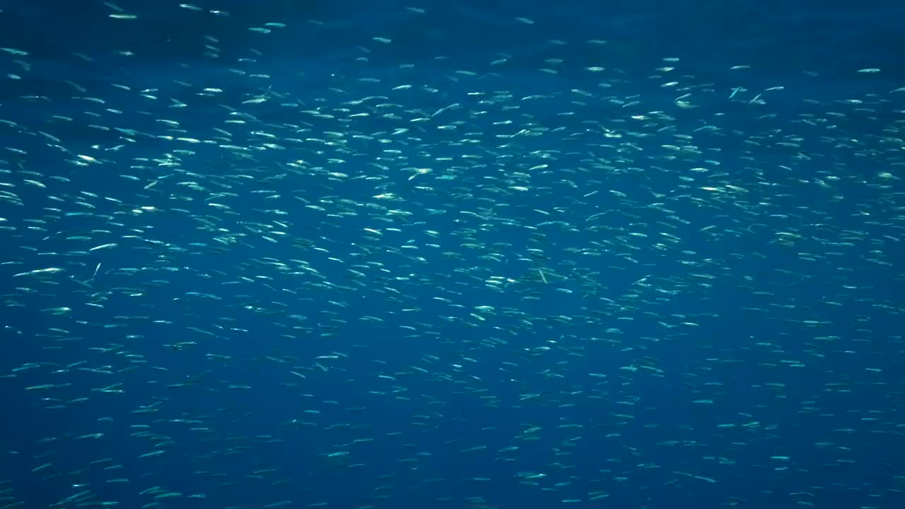 一大群蓝小茴香、精致的圆鲱鱼或蓝背小茴香(spratloides delicatulus)。大量的小鱼在阳光下的蓝色的水里游泳。4 k-60fps视频素材