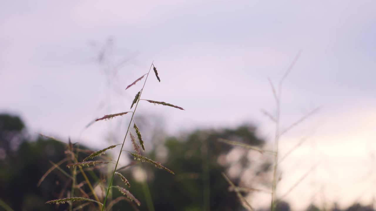 田野里的草和花是由大自然的风吹来的视频素材