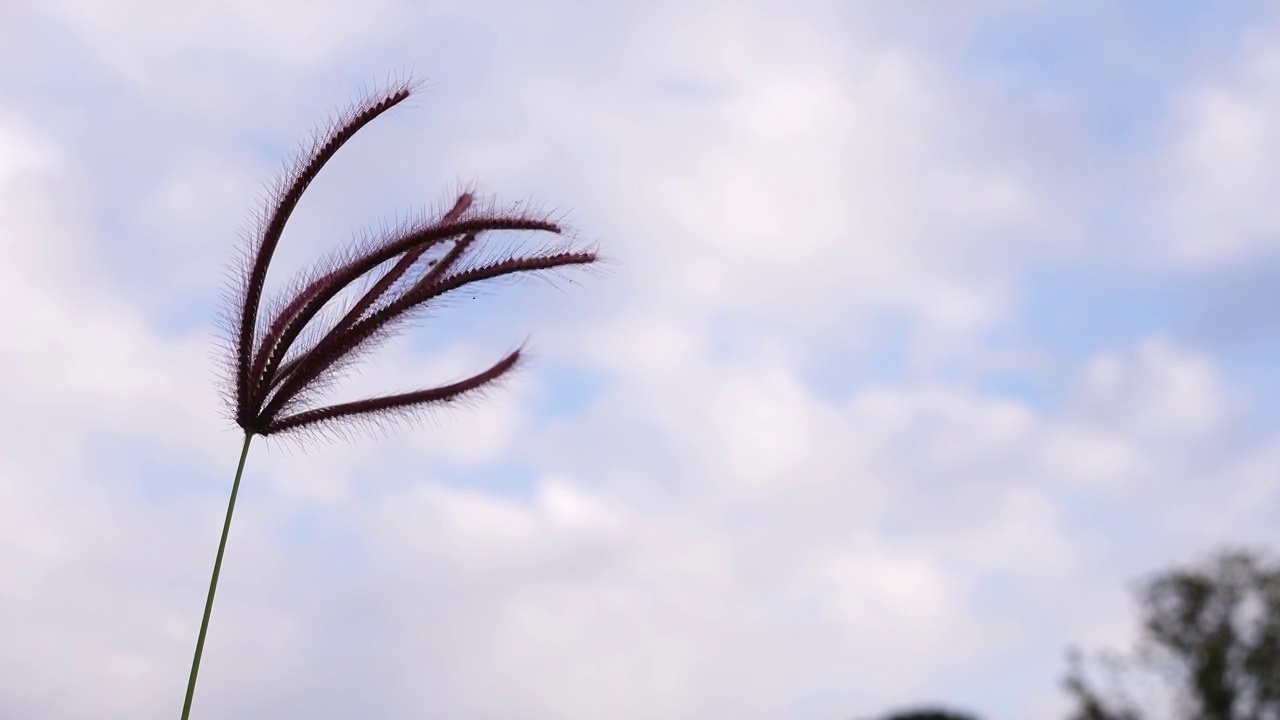 田野里的草和花是由大自然的风吹来的视频素材
