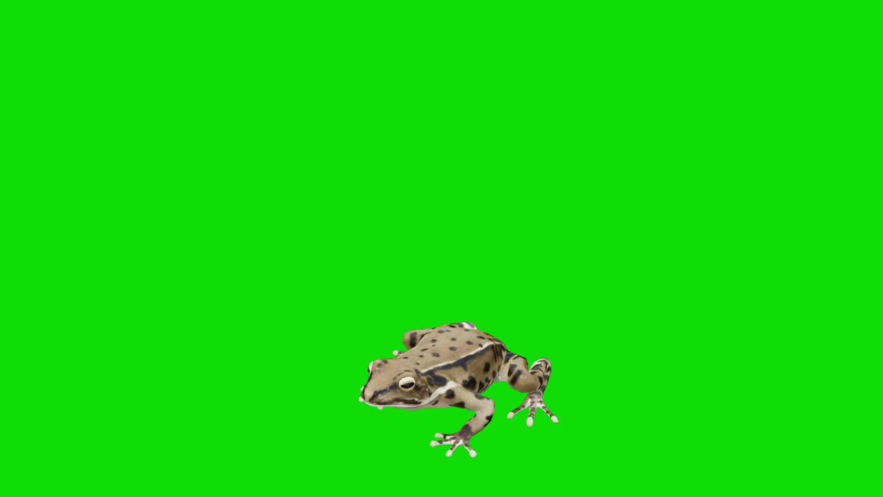 在绿色屏幕上快速奔跑的青蛙。动物的概念，野生动物，游戏，回到学校，3d动画，短视频，电影，卡通，有机，色度键，角色动画，设计元素，主题集，可循环视频下载