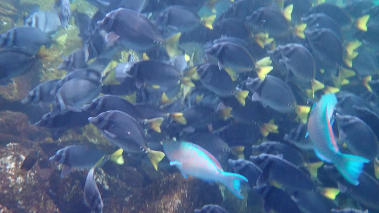 海洋生物，黄尾刺鳍鱼视频下载