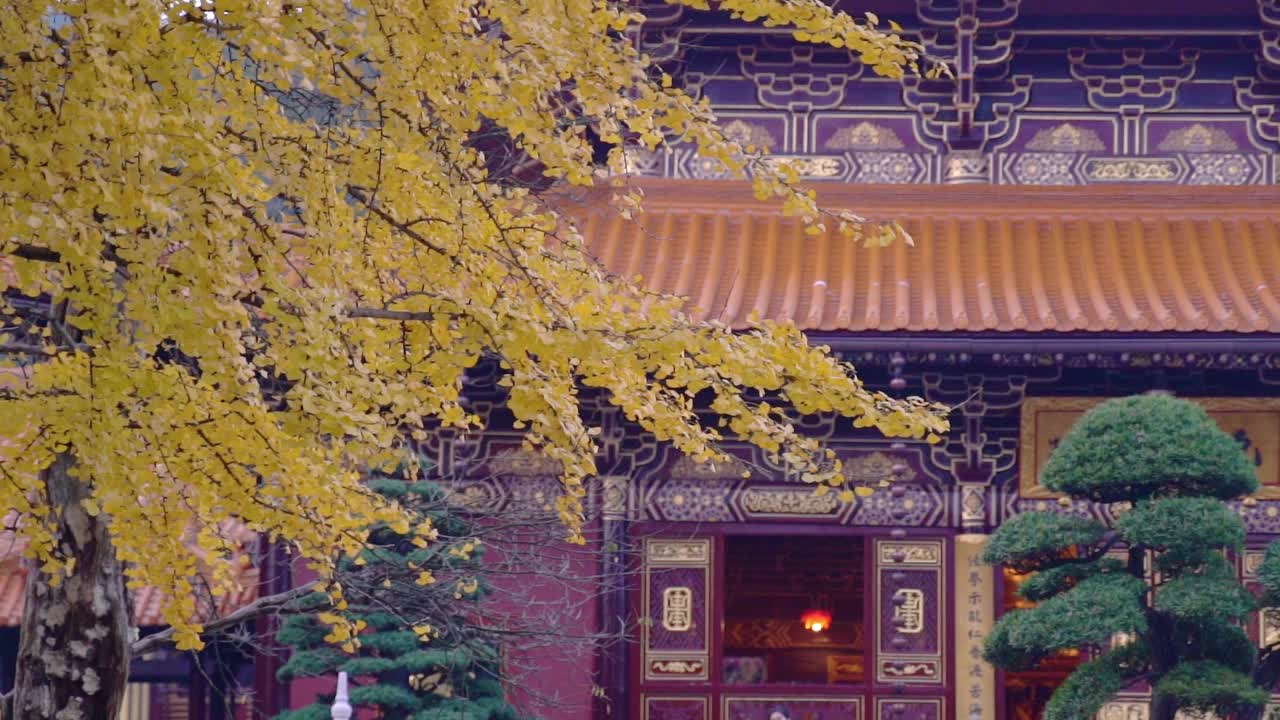 银杏树下的寺景视频素材