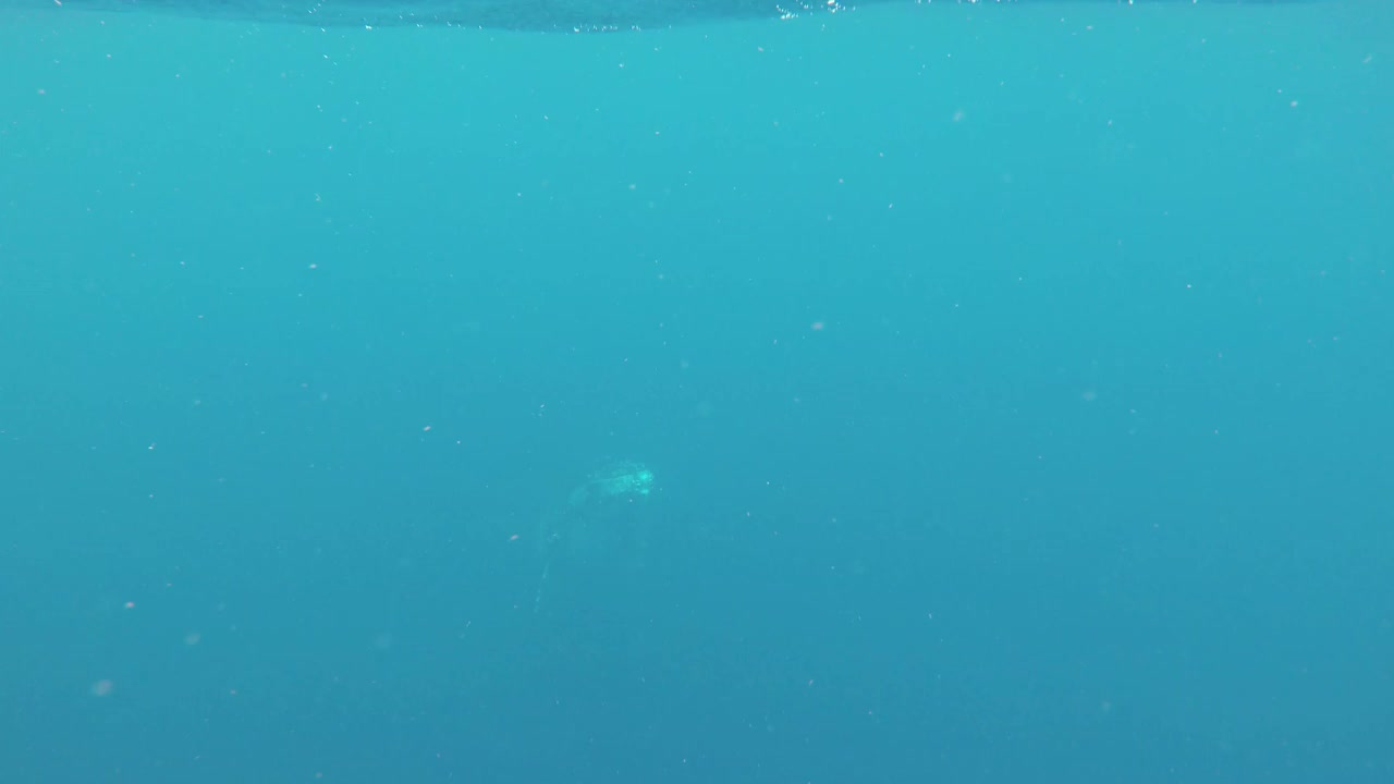 水面上的座头鲸宝宝在镜头前。视频下载