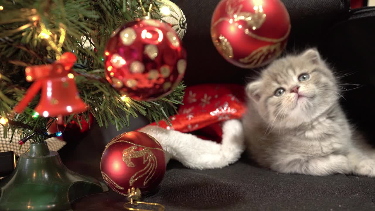 有趣的小灰折苏格兰小猫小猫玩在一个黑色的背景与圣诞球在圣诞装饰的背景。视频素材