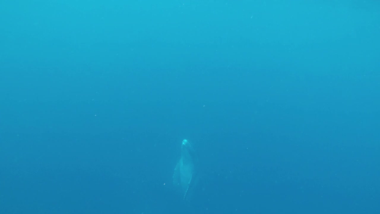 在水面上嬉戏的座头鲸幼崽。视频下载
