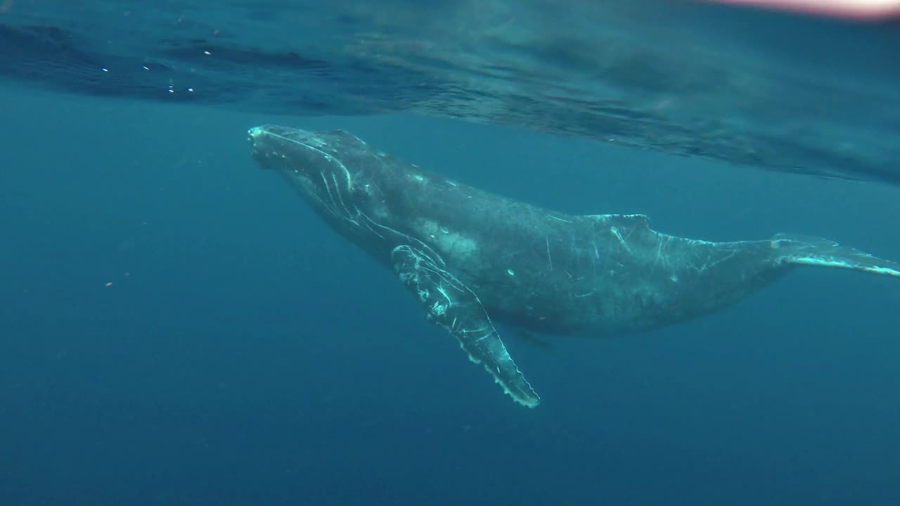 小座头鲸转身面对镜头。视频下载