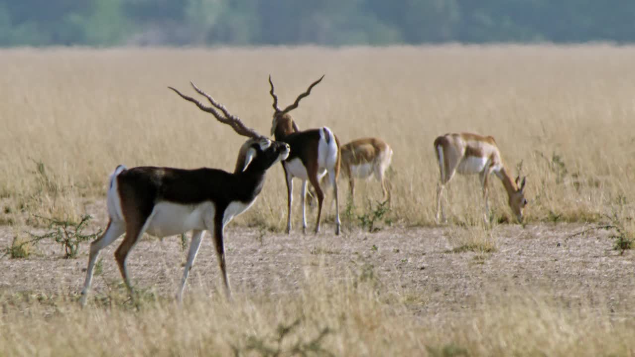 雄性黑羚慢镜头行走在沙漠地区，雌性黑羚在附近吃干草视频素材
