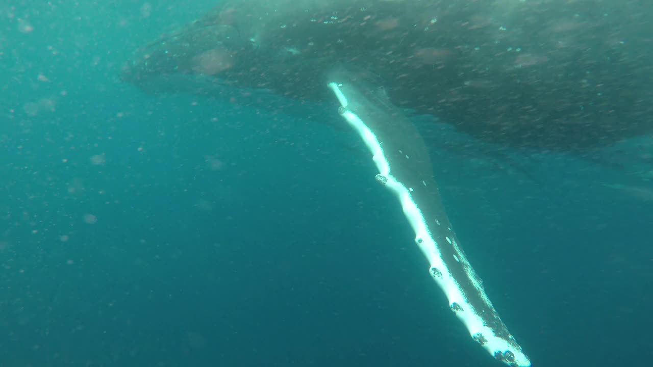 汤加太平洋，座头鲸近景，一群鮣鱼与它一起游泳。视频下载