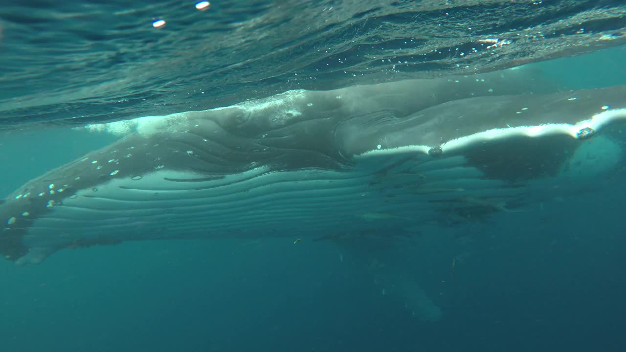 座头鲸和一群鮣鱼一起游在水面上，汤加。视频下载