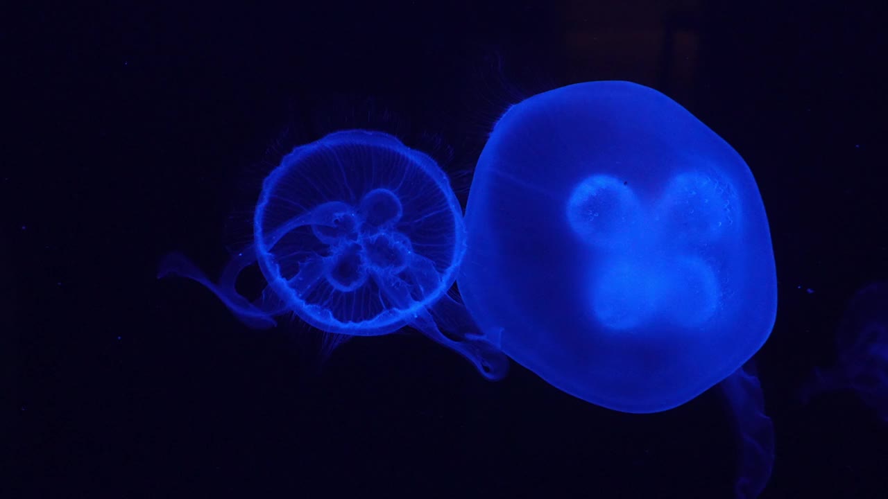 蓝色的水母在黑暗中游泳视频下载